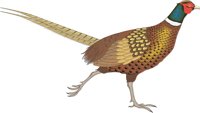 PHEASANT.CMX