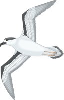 PETREL.CMX