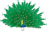 PEACOCK2.CMX