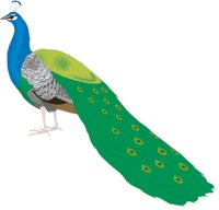PEACOCK1.CMX