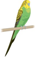 PARAKEET.CMX