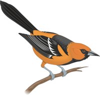 ORIOLE.CMX