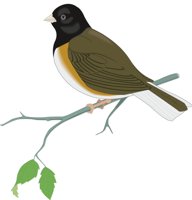 OREGONJU.CMX