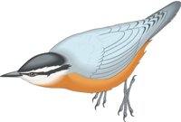 NUTHATCH.CMX