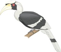 HORNBILL.CMX
