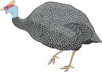GUINEA.CMX