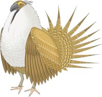 GROUSE.CMX