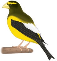 GROSBEAK.CMX