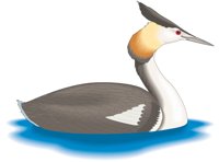 GREBE.CMX