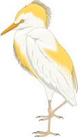 EGRET.CMX