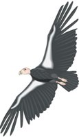 CONDOR.CMX