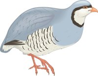 CHUKAR.CMX