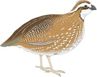 BOBWHITE.CMX
