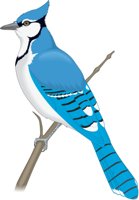 BLUEJAY.CMX