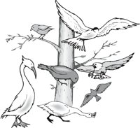 BIRDS2.CMX