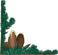SPRUCE.CMX
