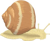 SNAILT.CMX