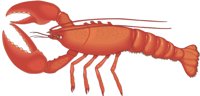 LOBSTER1.CMX