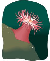ANEMONE.CMX