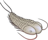 TRILOBIT.CMX