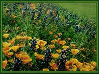 CALIF1.GIF