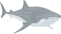 WHALESH.CMX