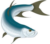 TARPON.CMX