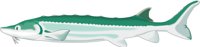 STURGEON.CMX