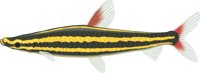 STRIPED.CMX