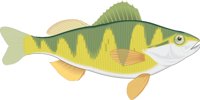 PERCH.CMX