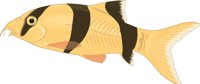 LOACH.CMX
