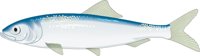 HERRING.CMX