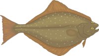 HALIBUT.CMX