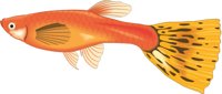GUPPIE.CMX