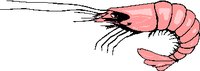 SHRIMP.WMF