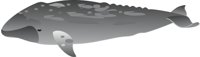 GRAYWHLE.CMX