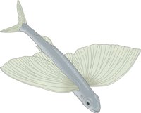 FLYFISH.CMX