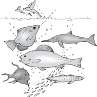 FISH_I.CMX
