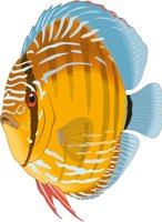 DISCUS.CMX