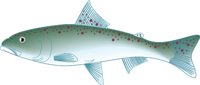 COHO.CMX