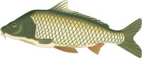 CARP.CMX
