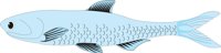 ANCHOVY.CMX