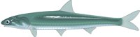 ANCHOVT.CMX