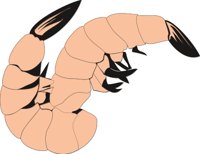 SHRIMPS2.CMX