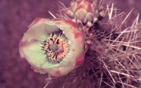 CHOLLA.GIF