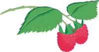 RASPBERR.CMX