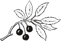 CHERRY.CMX