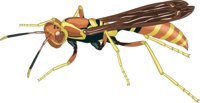 WASP.CMX