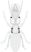 TERMITE.CMX