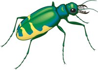 TBEETLE.CMX